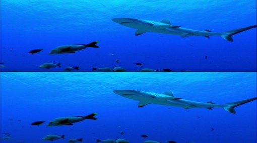 фото акулы 3d
